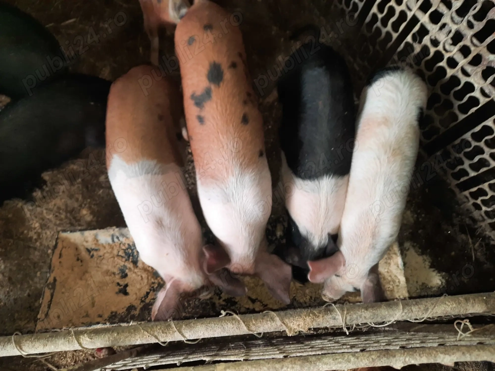 De vânzare ! Purcei 