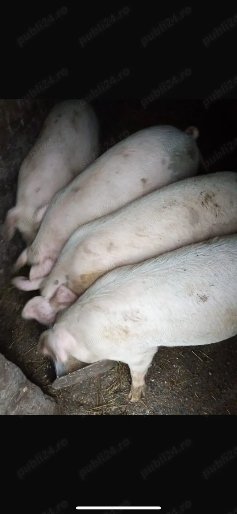 Porci de vanzare pt Craciun, Braila