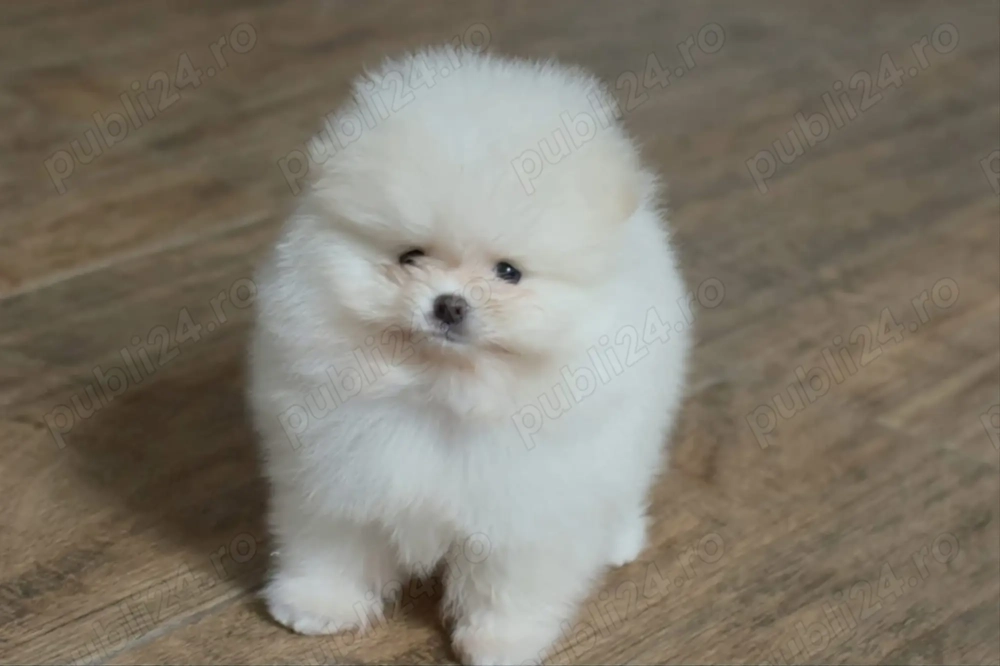 Pui pomeranian talie foarte mica