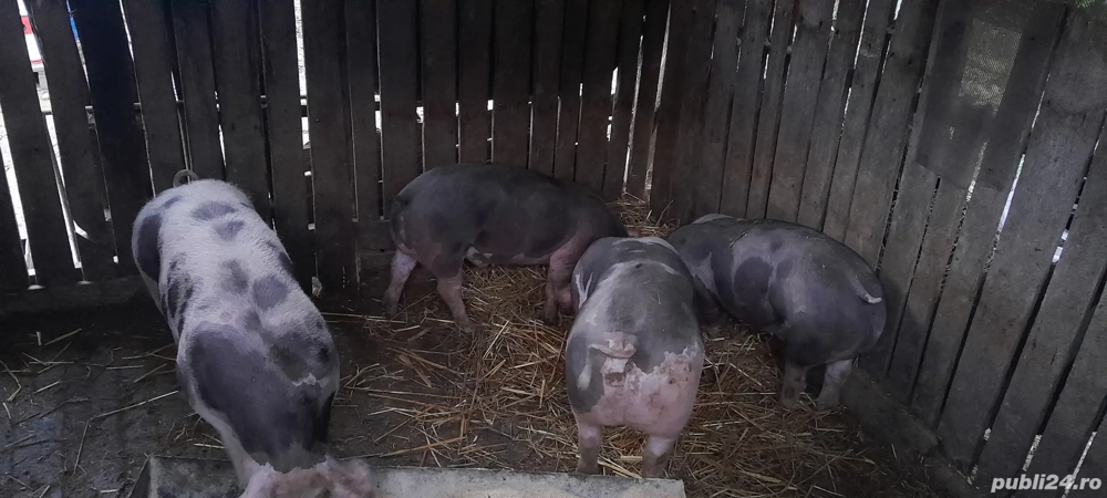 grasuni pietrean  belgian