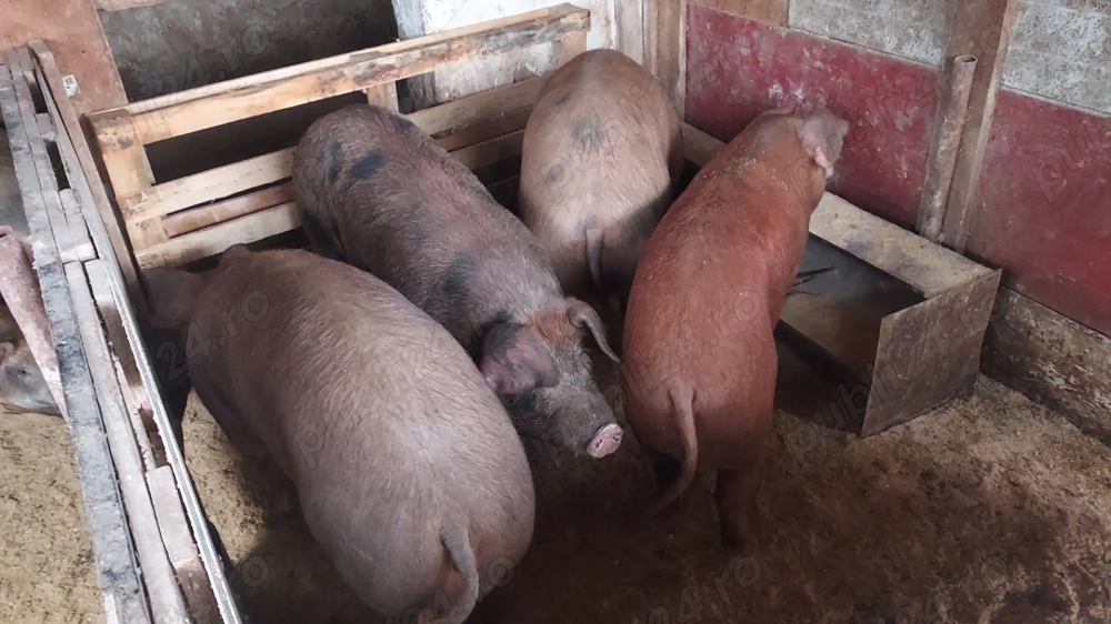 Vand porci duroc .