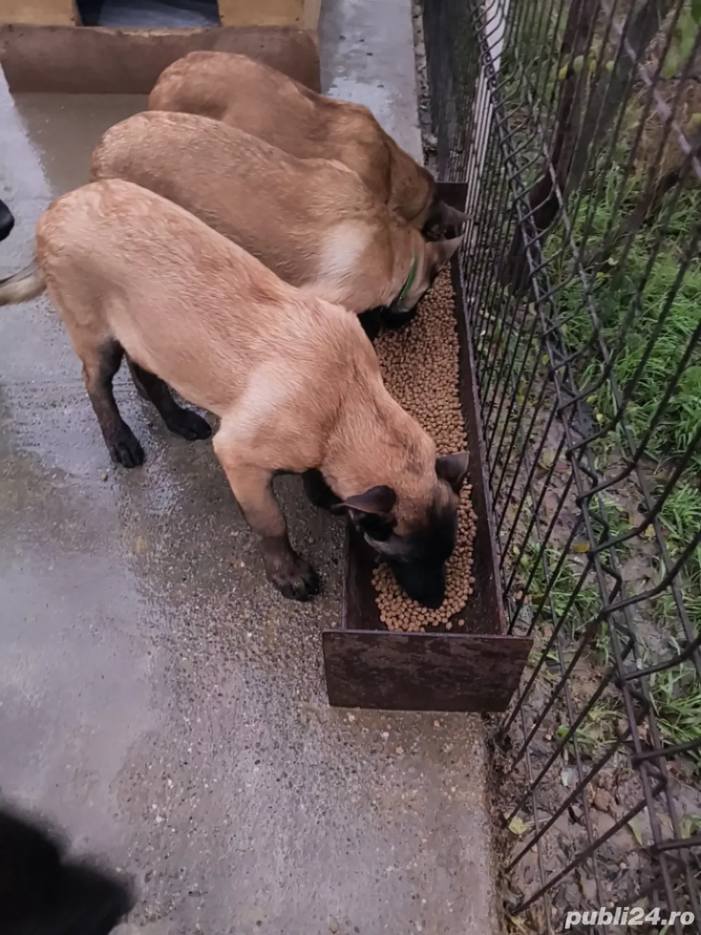 Vand catei Ciobanesc belgian malinois 
