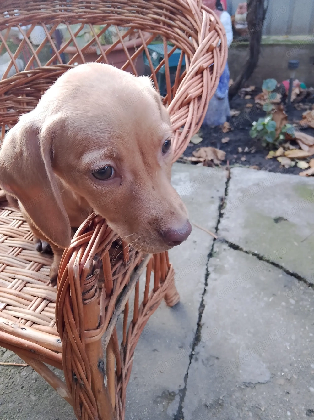 Fetiță teckal crem disponibilă 