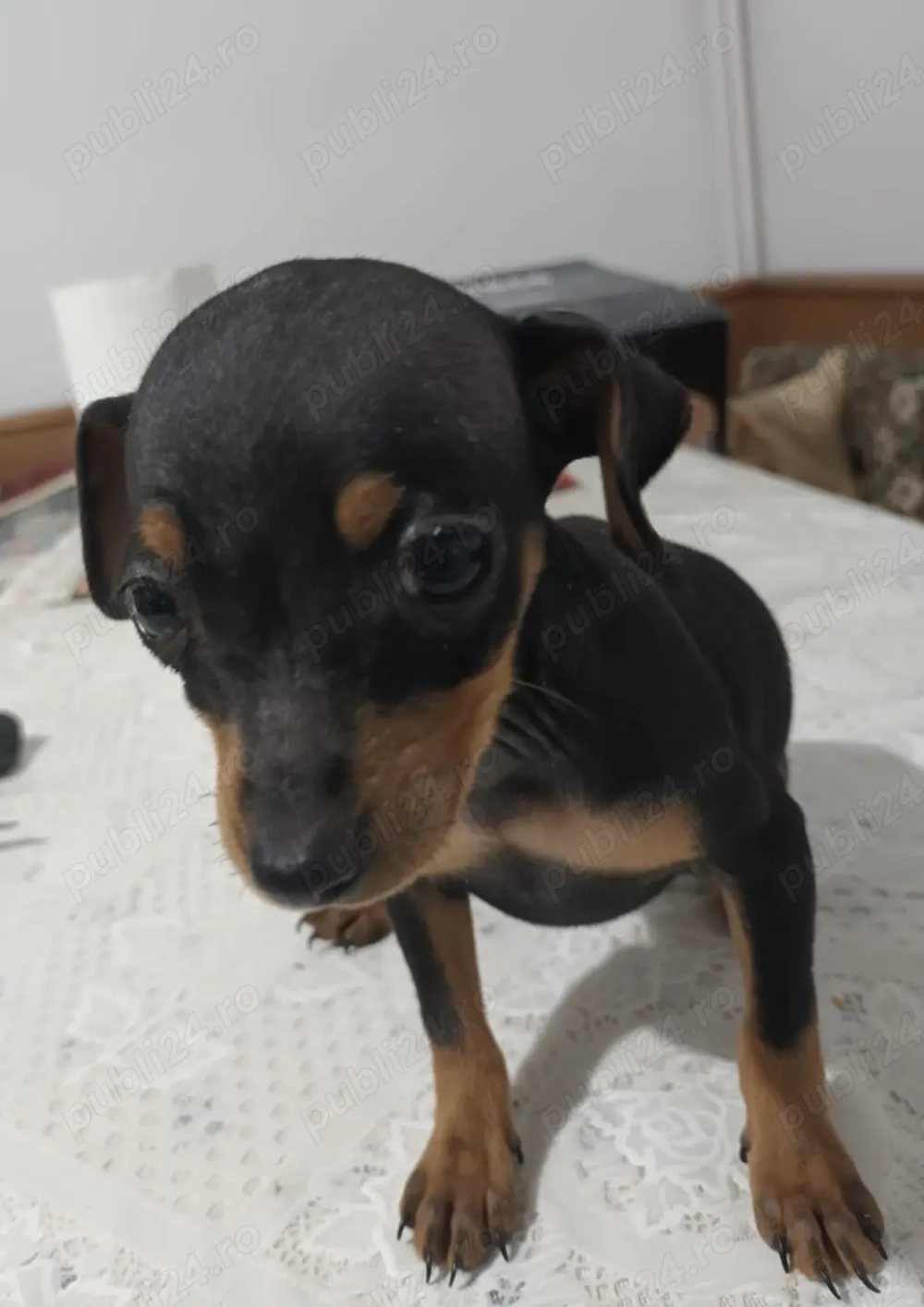 Pinscher pitic pui