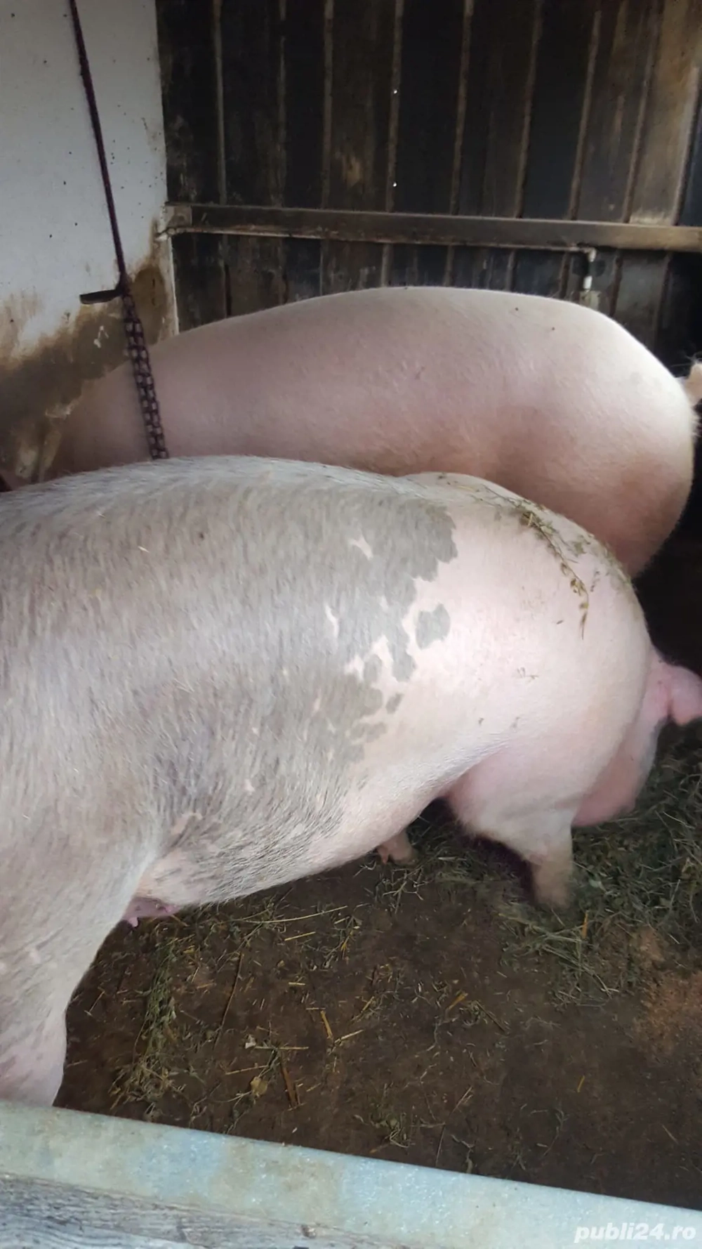 pentru  masa de Crăciun 