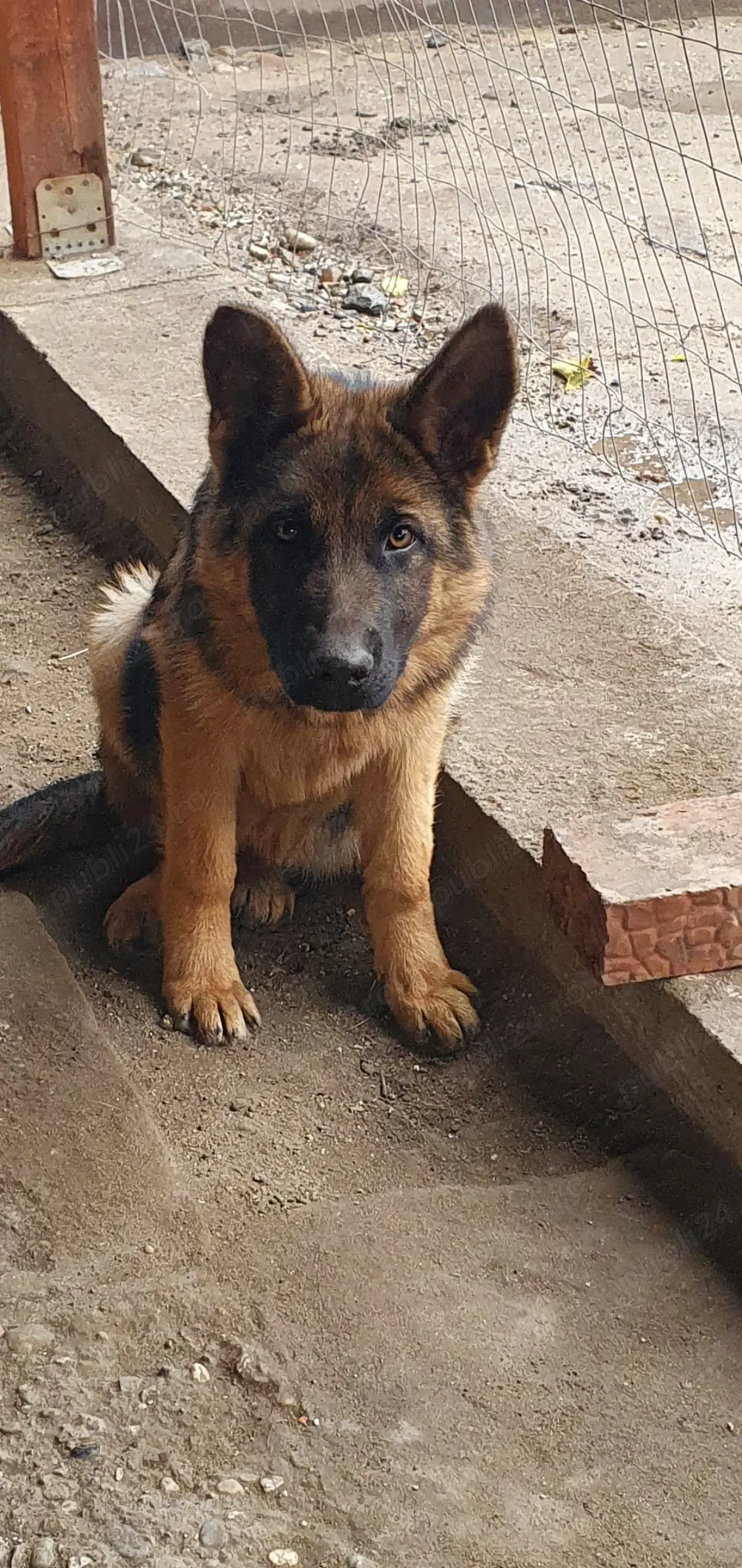 Căței ciobănesc german 