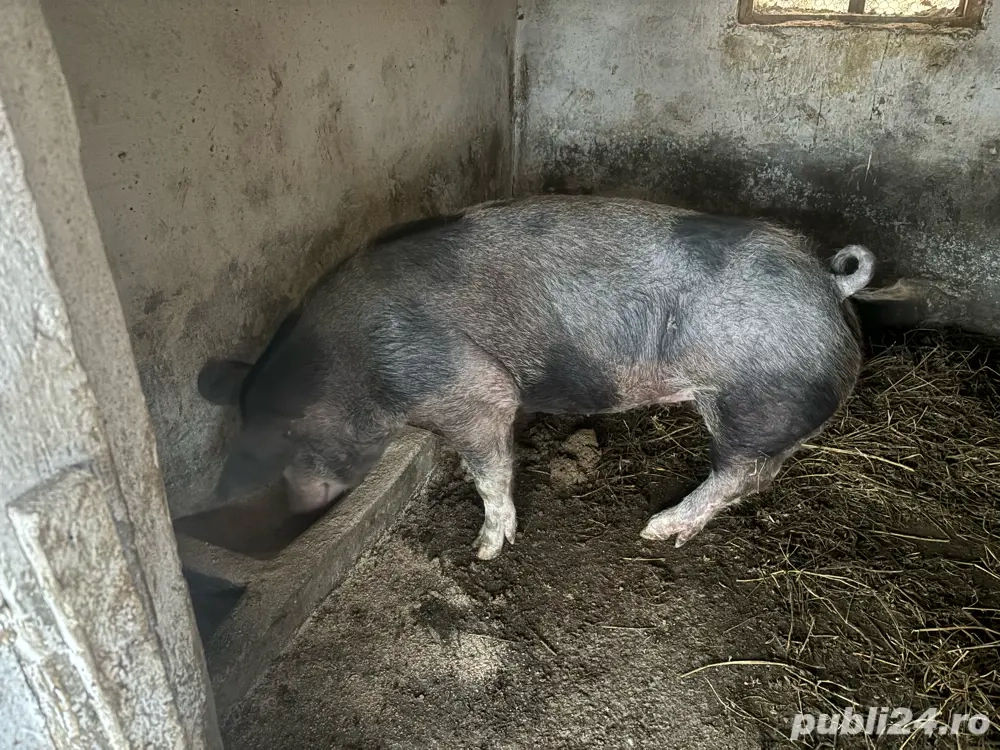 Porc de carne in viu