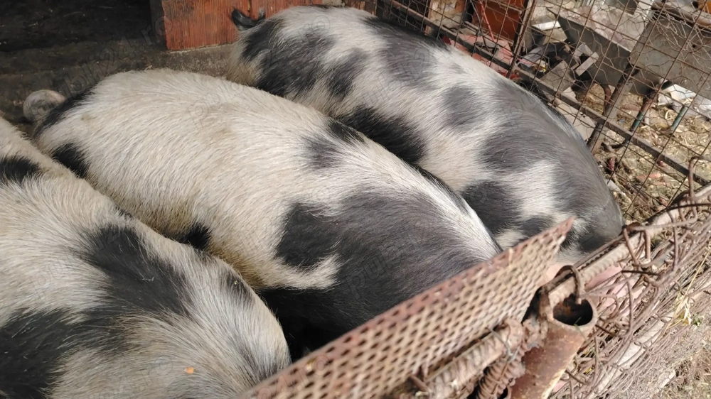 Vând un porc din cei trei, la alegere