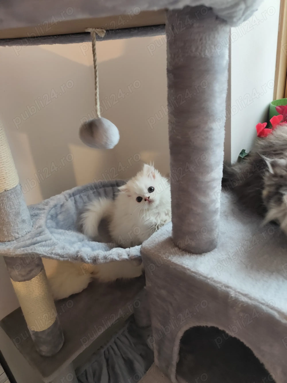 Persani  caută stăpâni iubitori