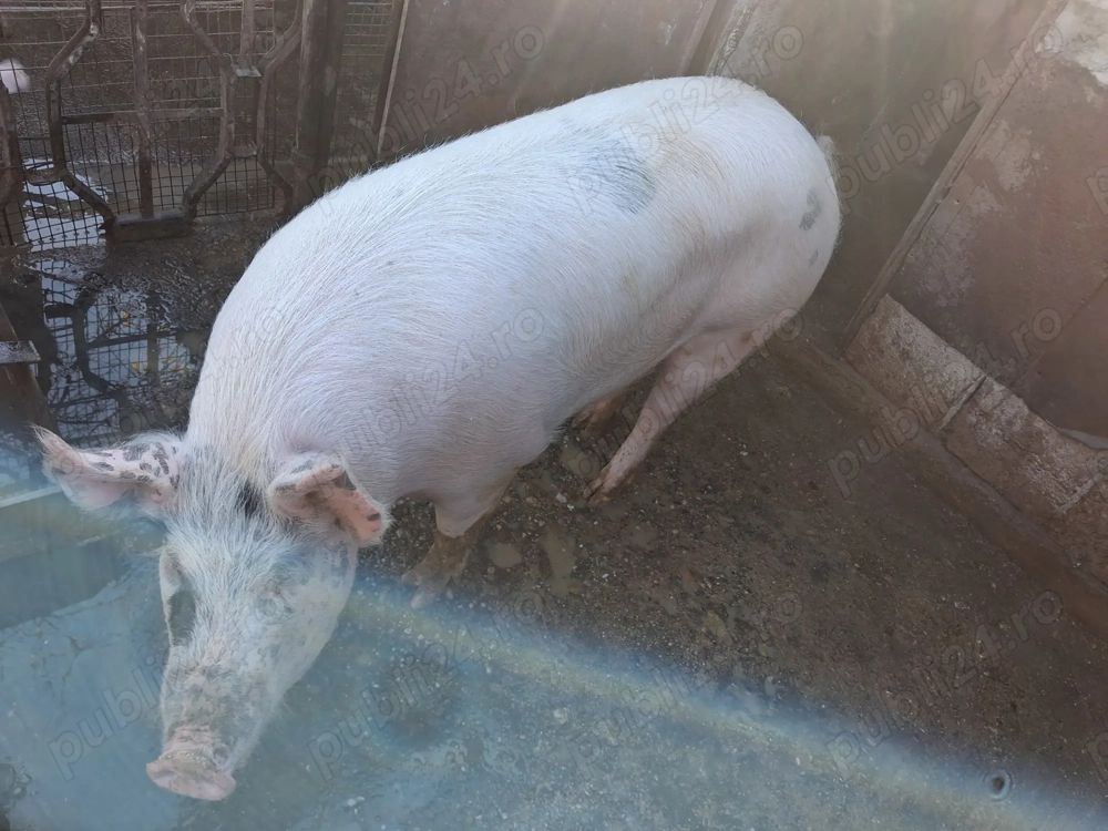 Vând porci de carne