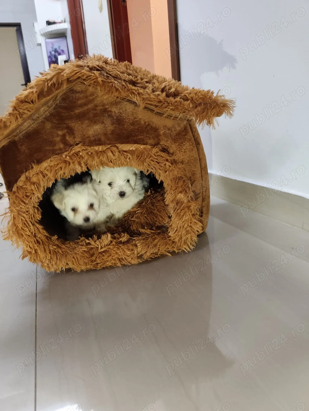 Căței bishoni doi băieți și o fetiță!