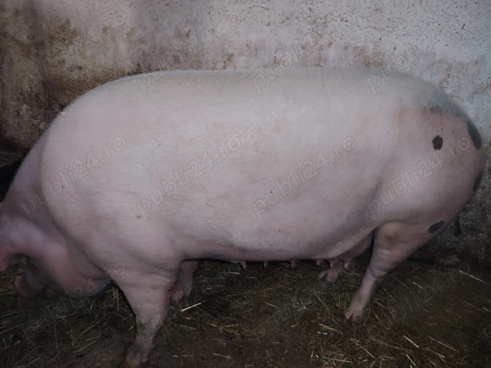 Vand porc 200 - 220kg