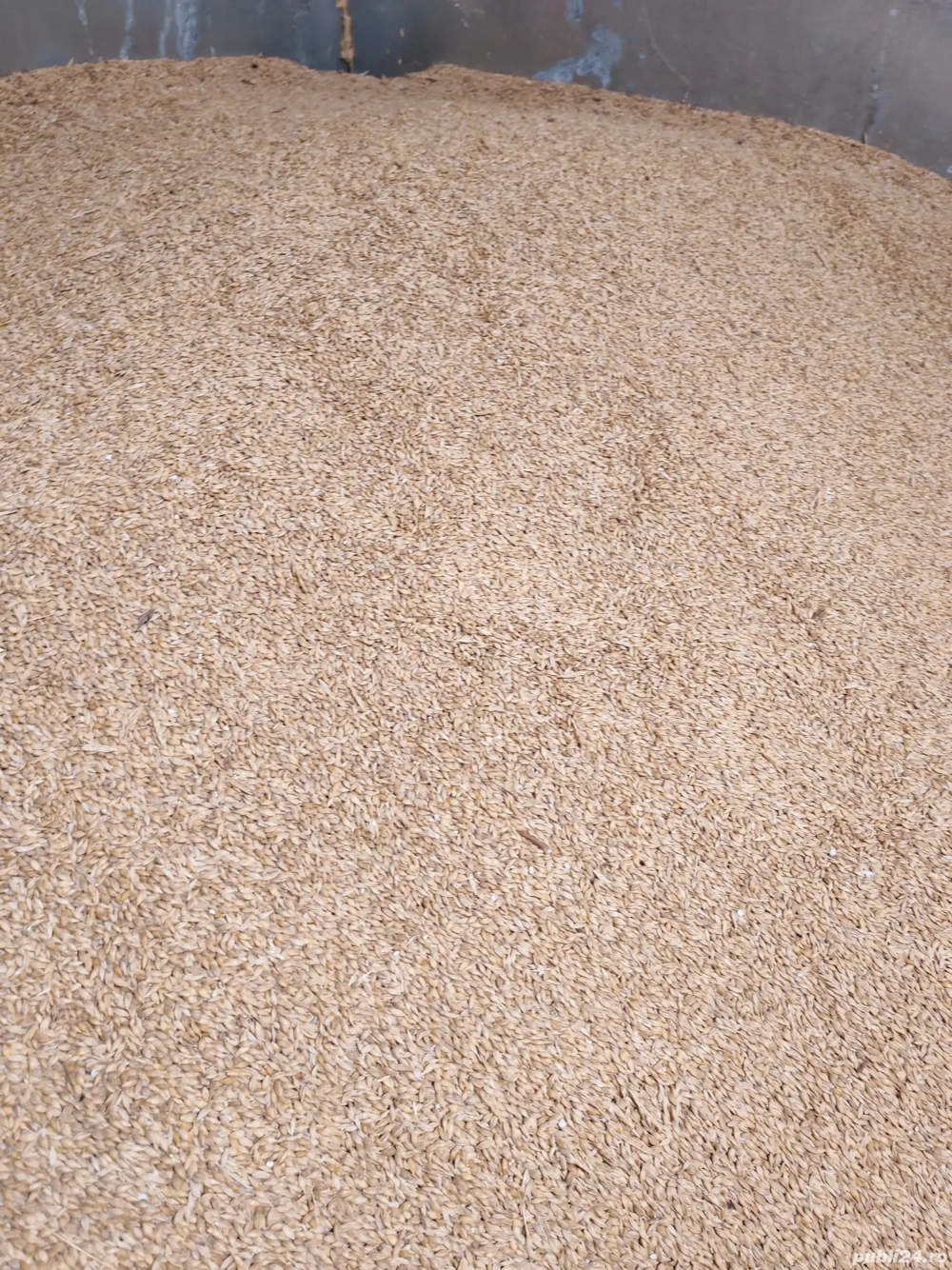 Vand orzoaica de primăvară - C2