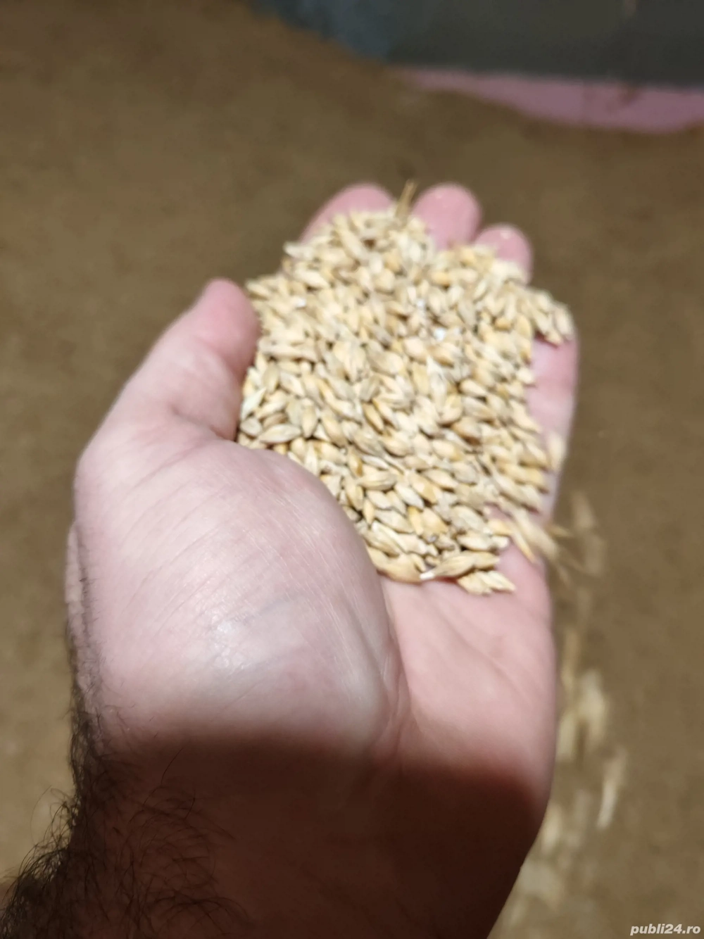 Vand orzoaica de primăvară - C2