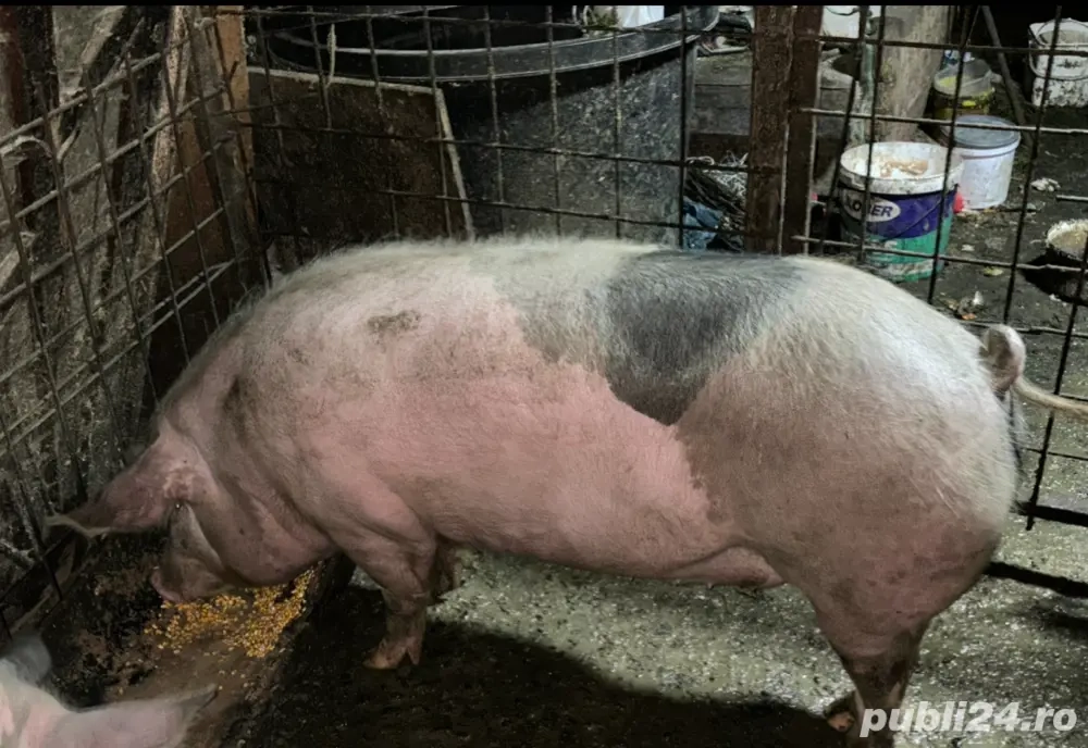 Vand porci de carne 15lei kg 