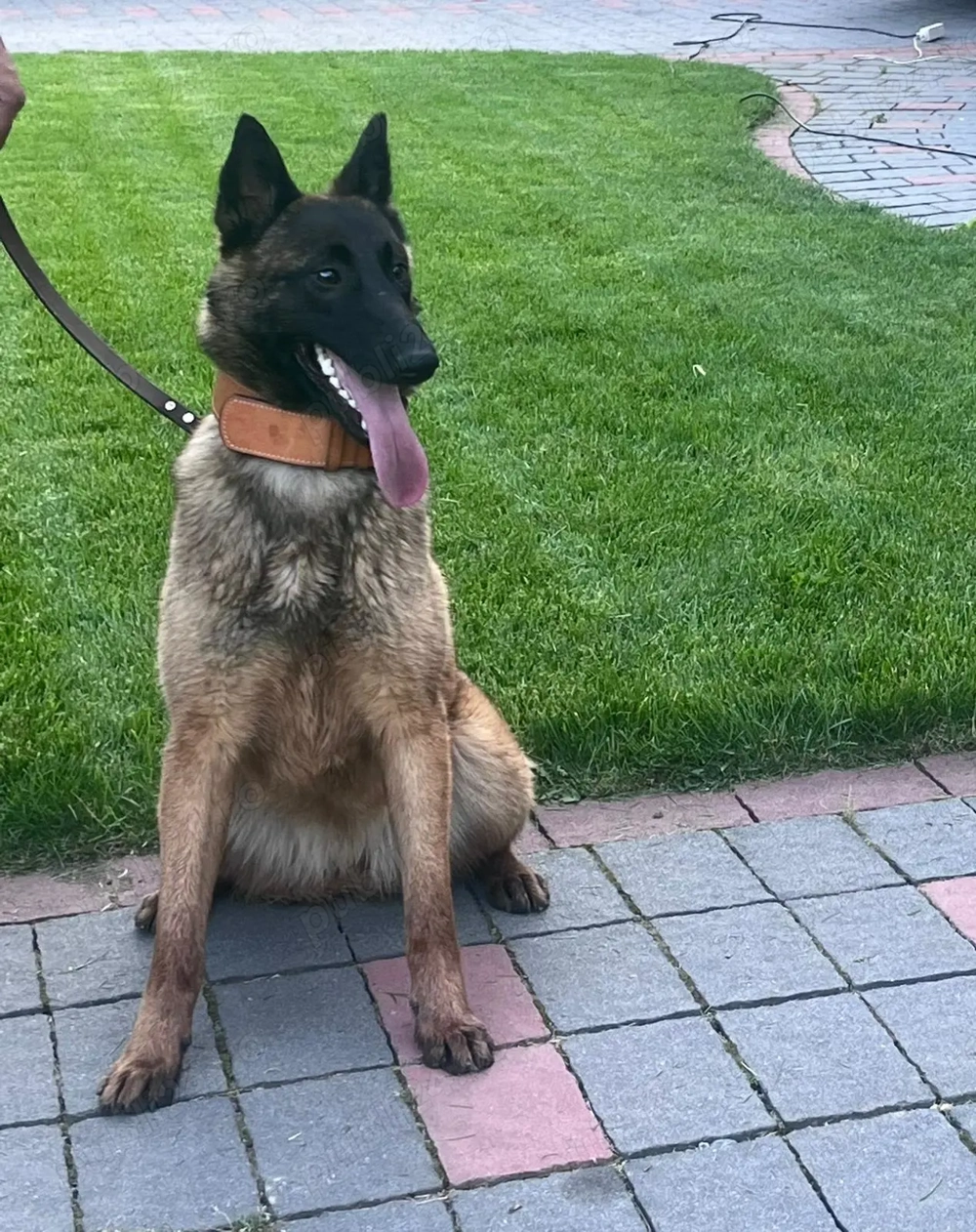 Am rămas singurel si imi caut o familie.