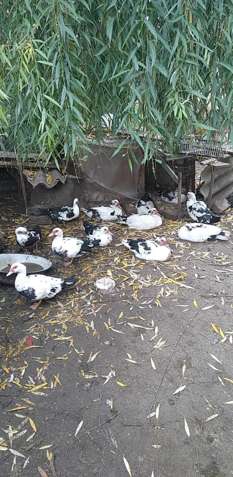 Ratoi lesesti Bordeasca veche