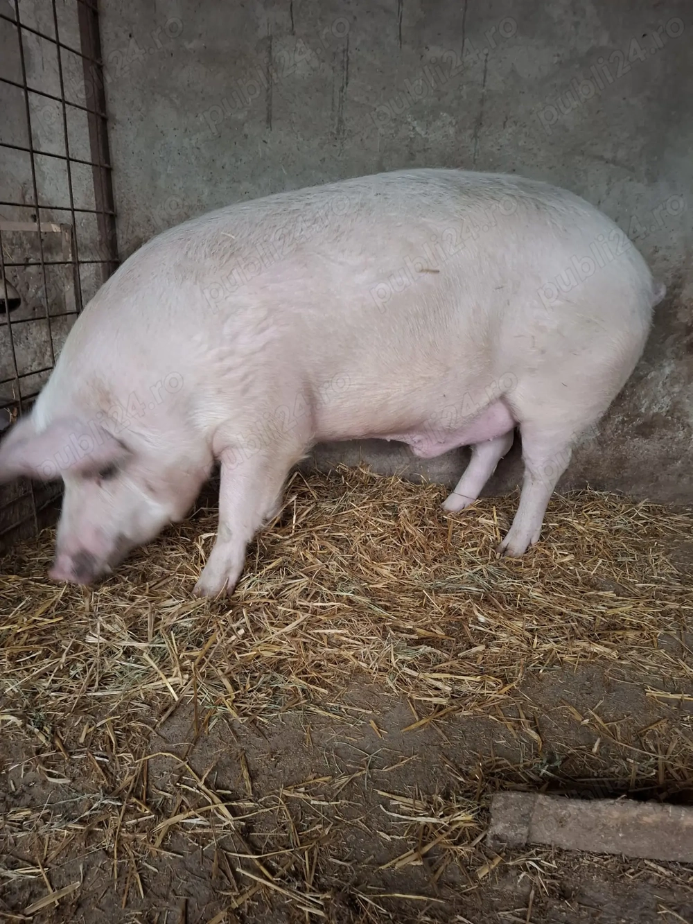 Porci rasă carne de vânzare 