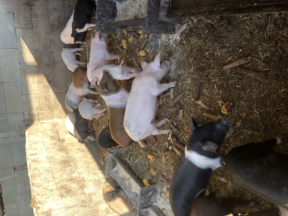 Purcei șoldani porci