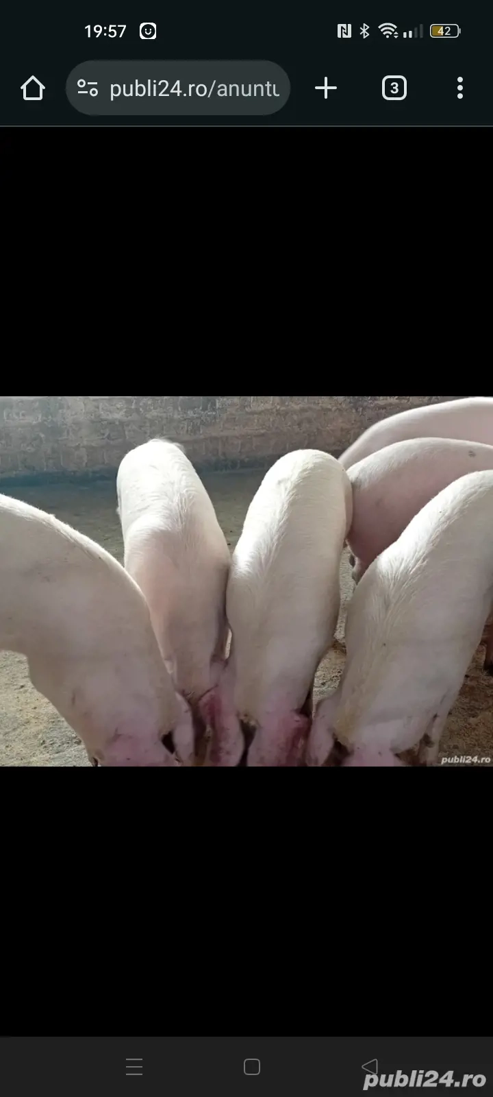 Vînd  porci de carne