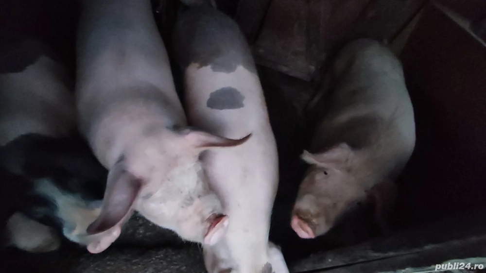 vand porci de casa pt sacrificat