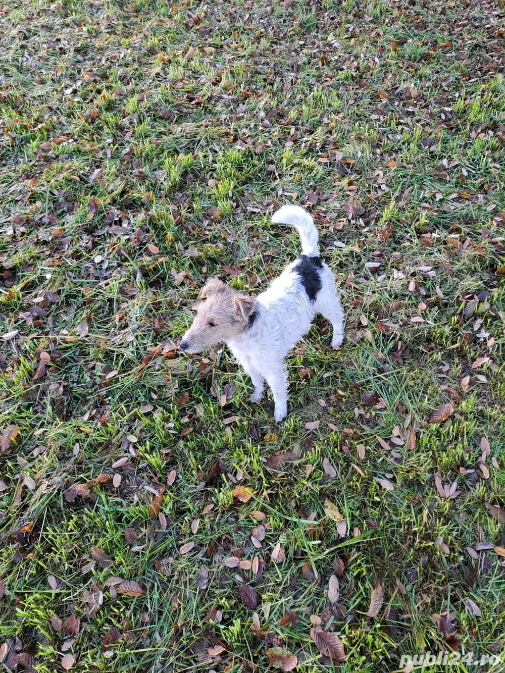 Catea Fox Terrier 