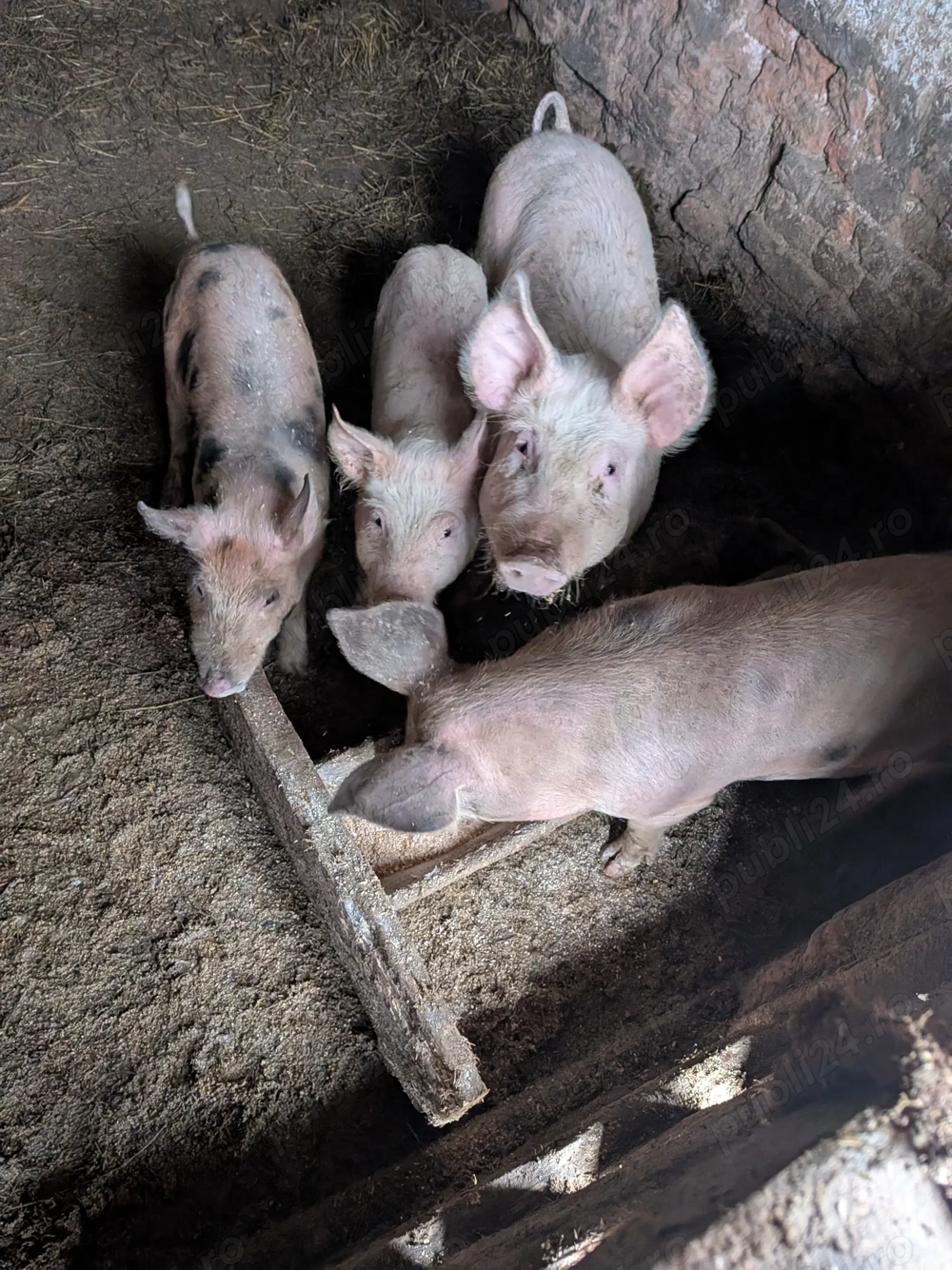 Porci 60 kg și 30 kg de vânzare   sănătoși, crescuți natural