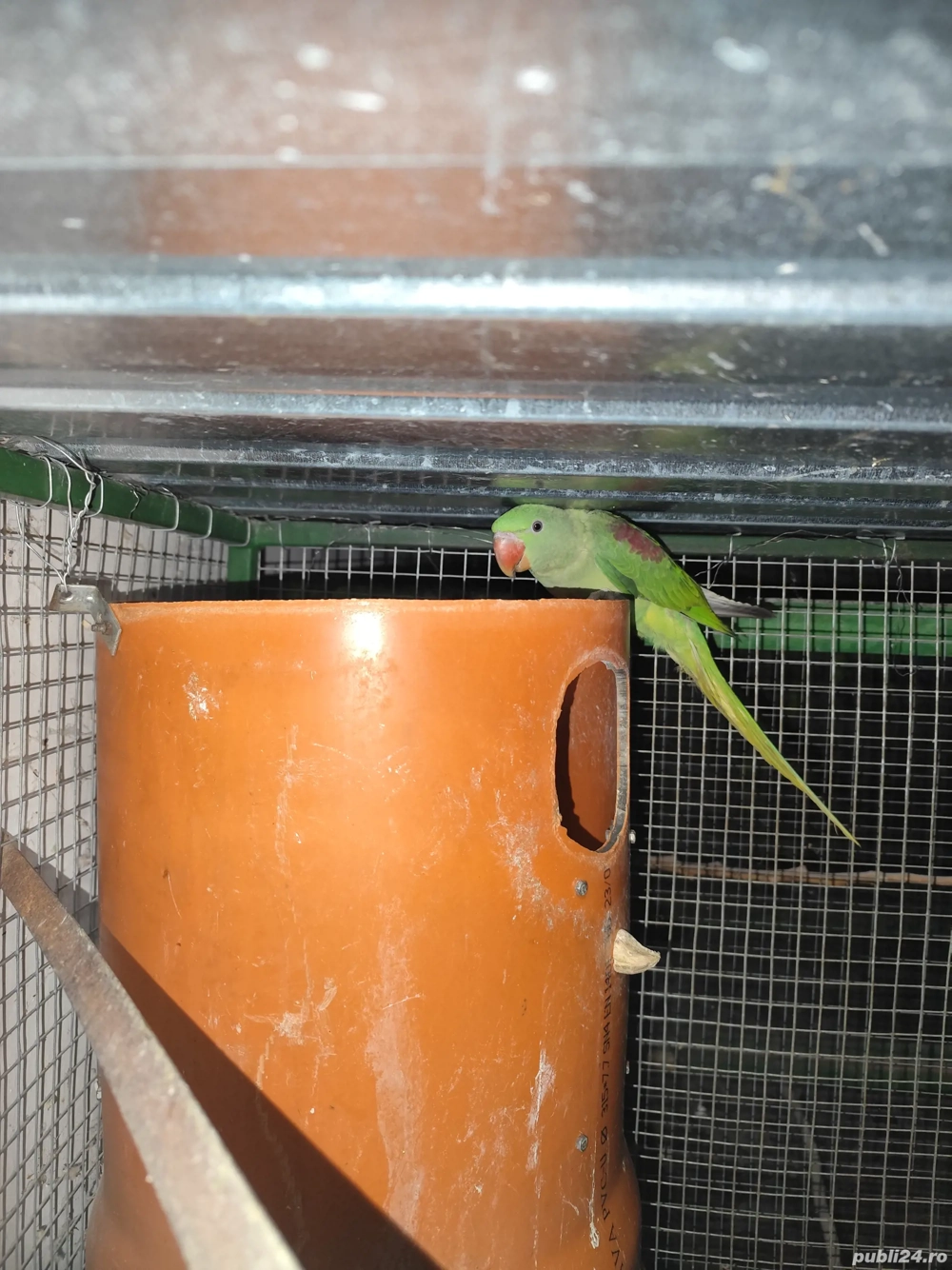 Papagali Marele Alexander 