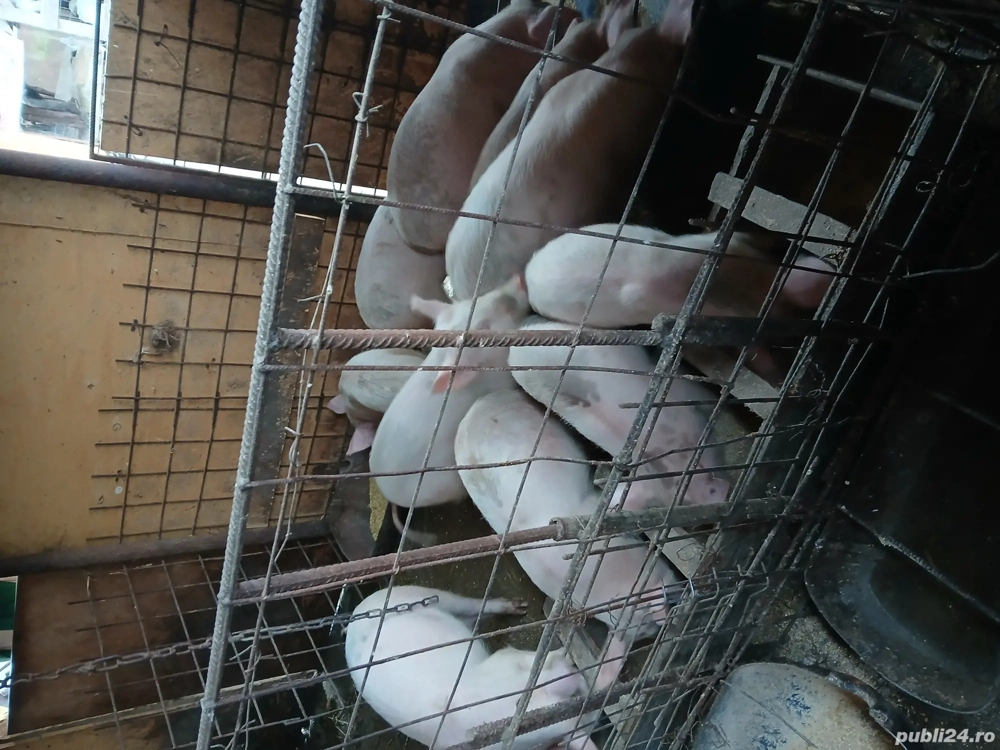 purcei de vânzare rasa duroc 