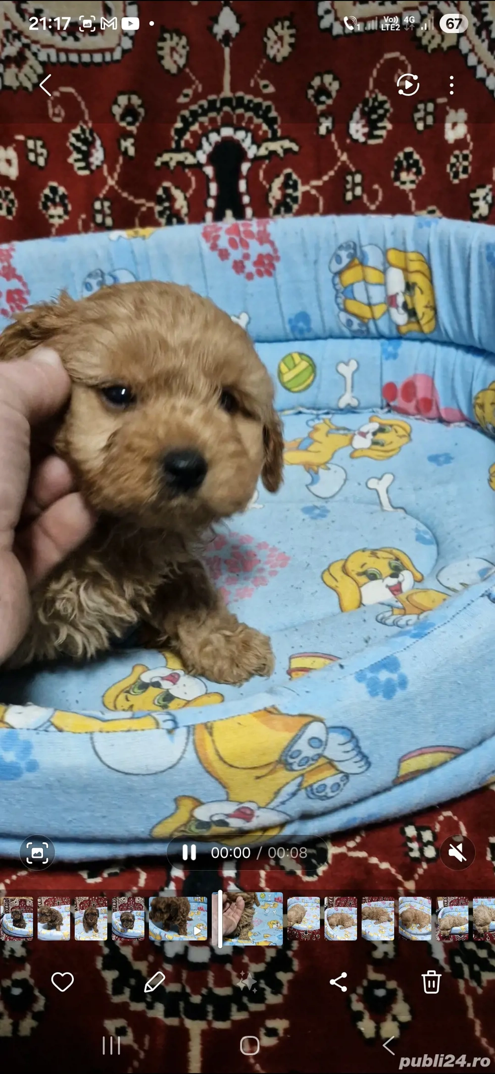 vand cavapoo 
