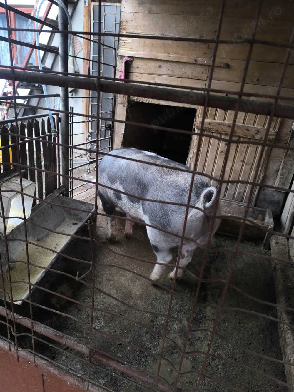 Purcea de casa 200kg crescut BIO