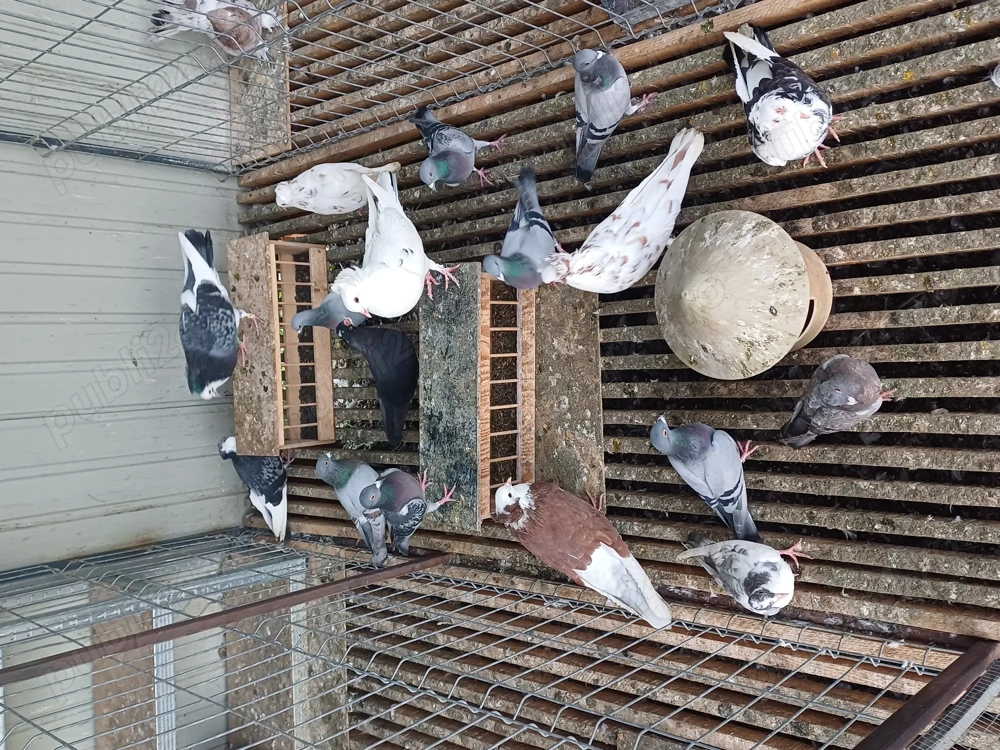 Vand mai multe rase de porumbei 