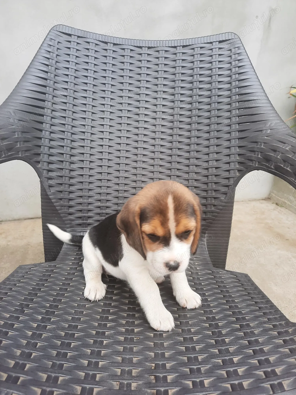 catei beagle tricolor 