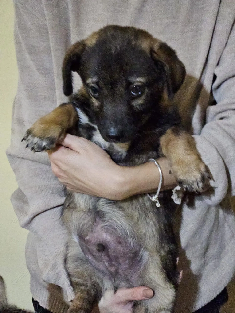 Pui catel, mascul, 2 luni