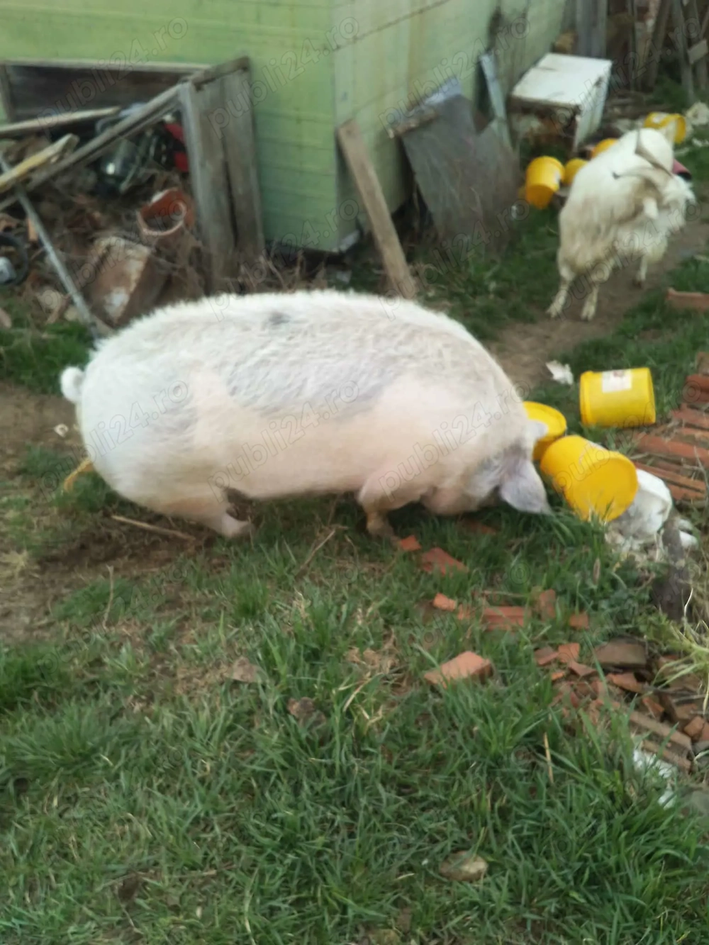 De vânzare scroafă necastrată359kg, doar 12ron kg, lingă stația de epurare făget județul Timiș 