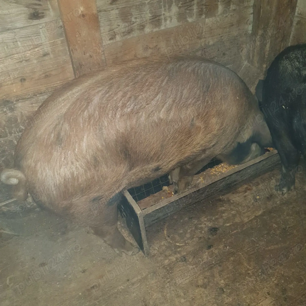 porc crescut la tara cu cereale bio fara concentrate este rasa de carne are in jur de 180  190 kg