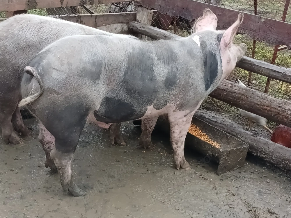 Porci între 140 și 180 kg 