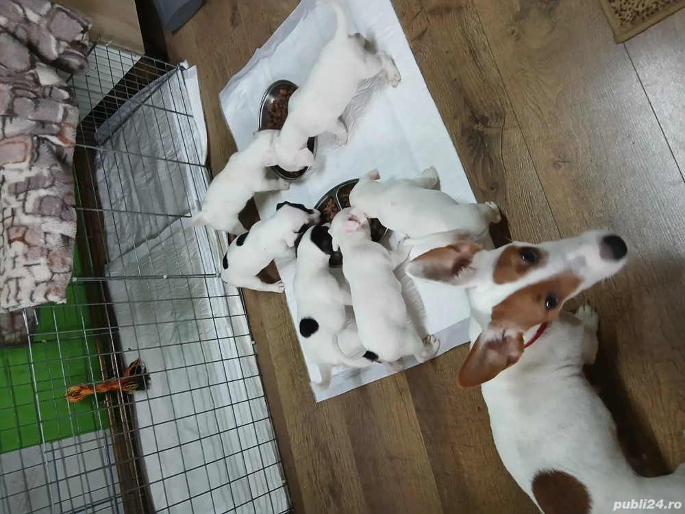 Jack russell terriers 