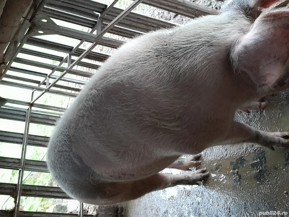 porc de vanzare!