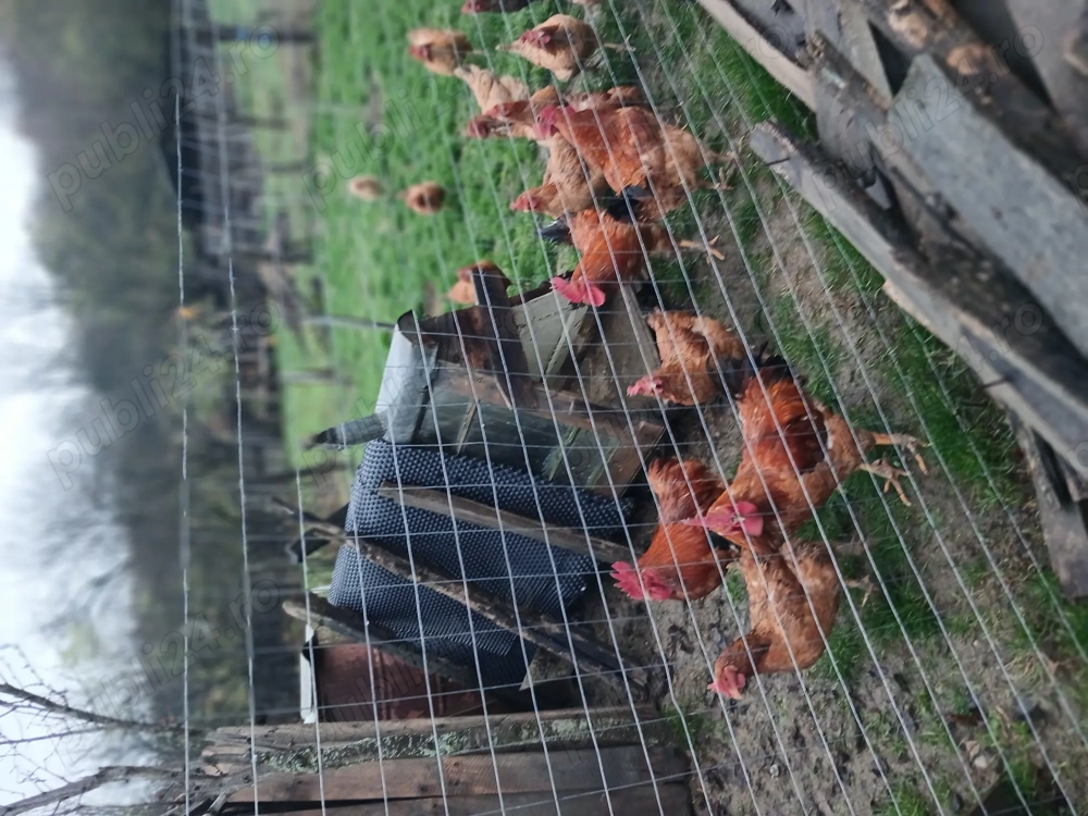 Vând găini și cocos 