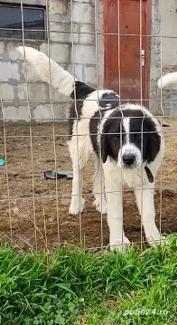 Ciobanesc de Bucovina 