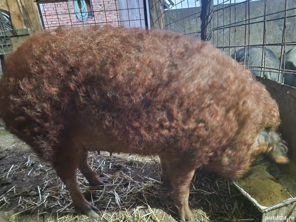 Vând scrofita mangalita 