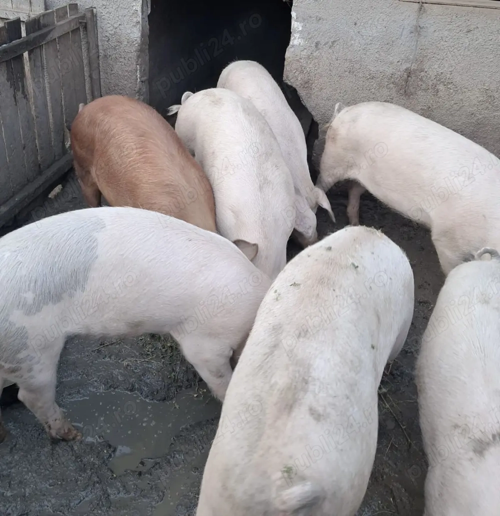 Porci de vânzare 