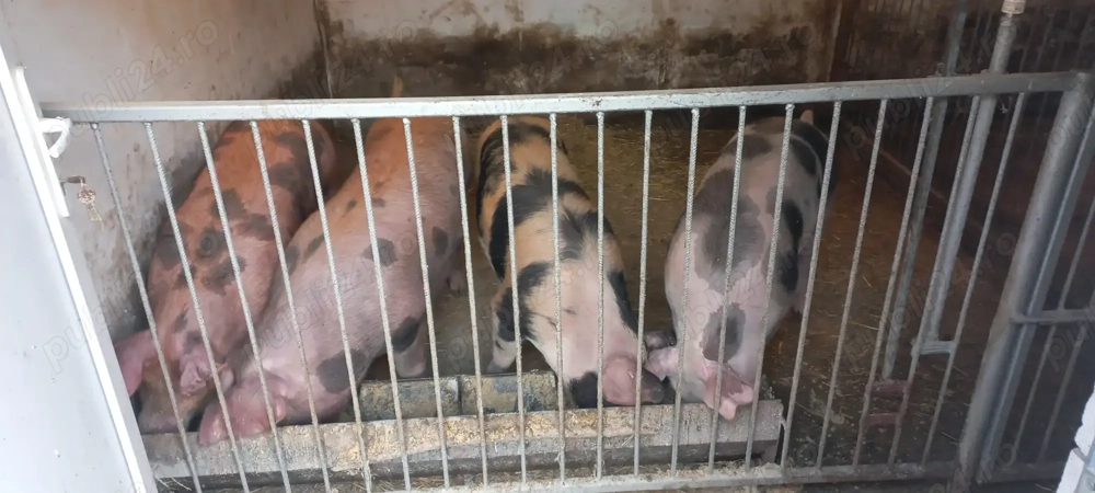 Vand porci rasa de carne