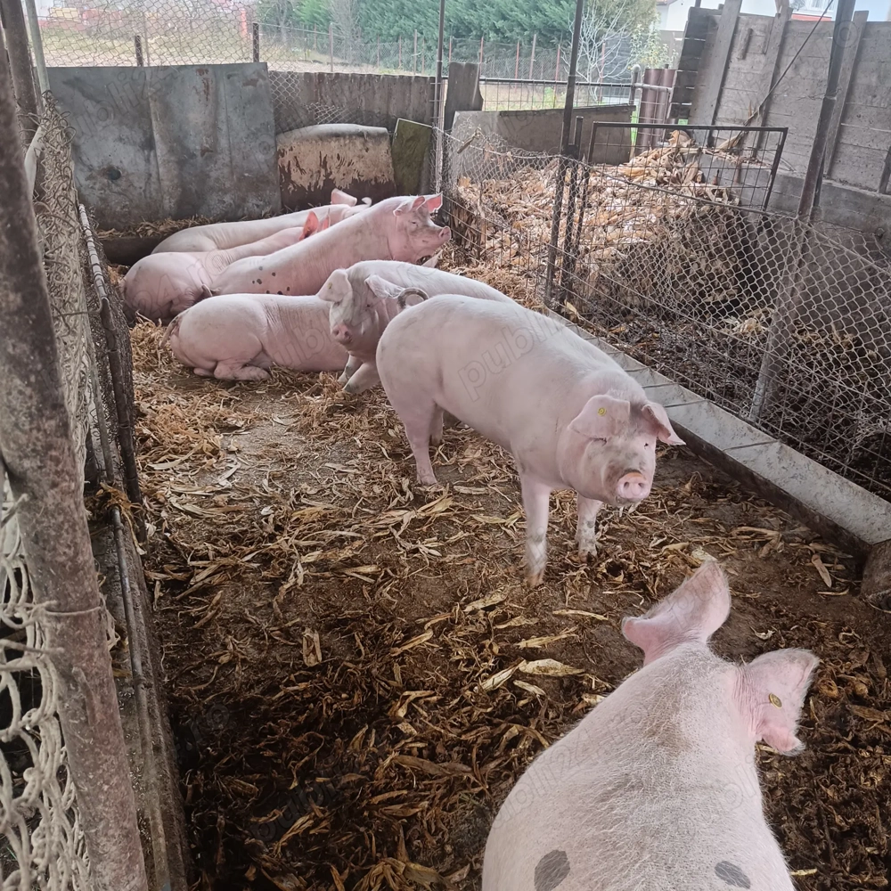 Porci de vânzare 