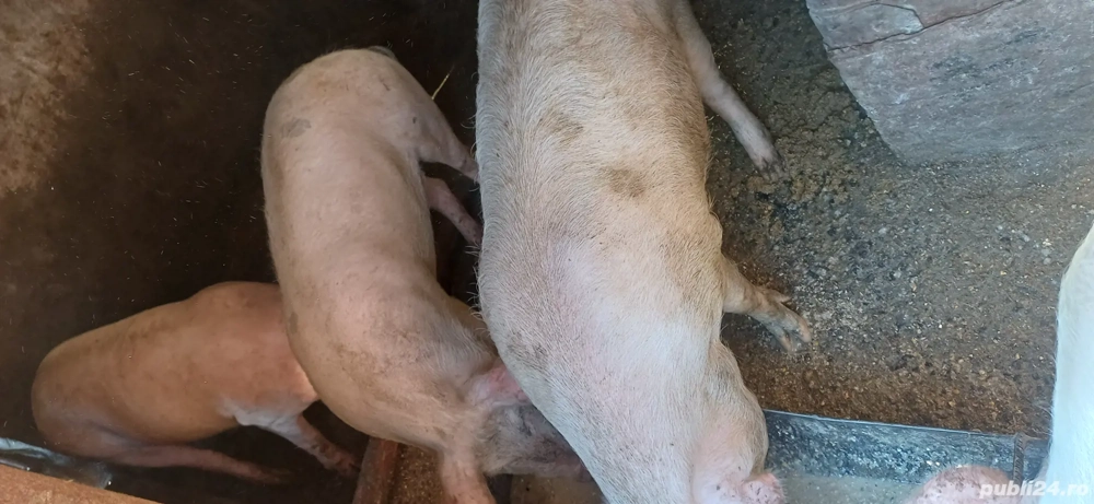 vand porci grasi 80 - 120 kg