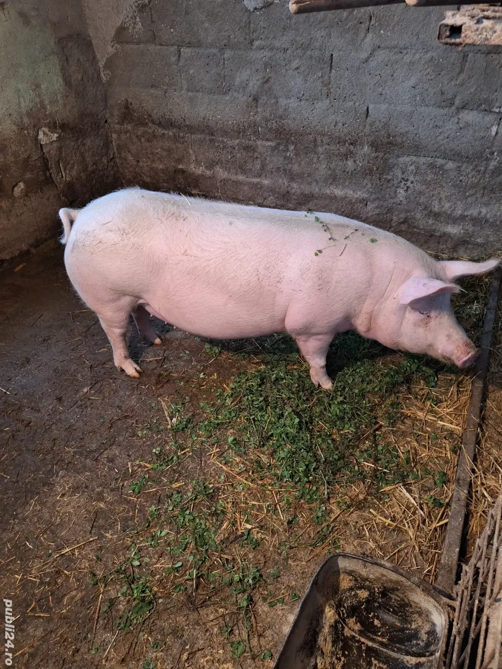 Purcea gestanta cu marele alb