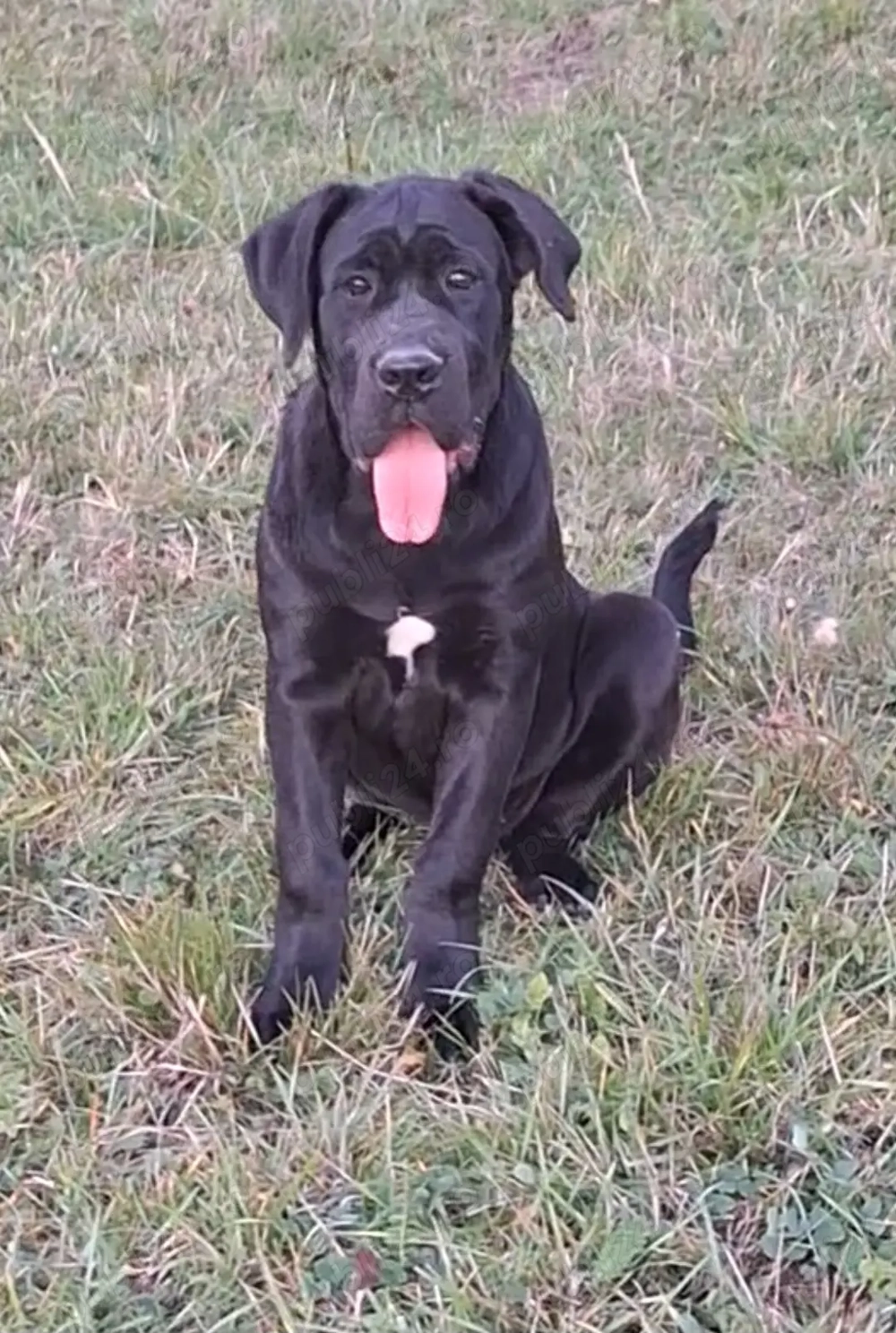 Cane Corso femela cu pedigree!