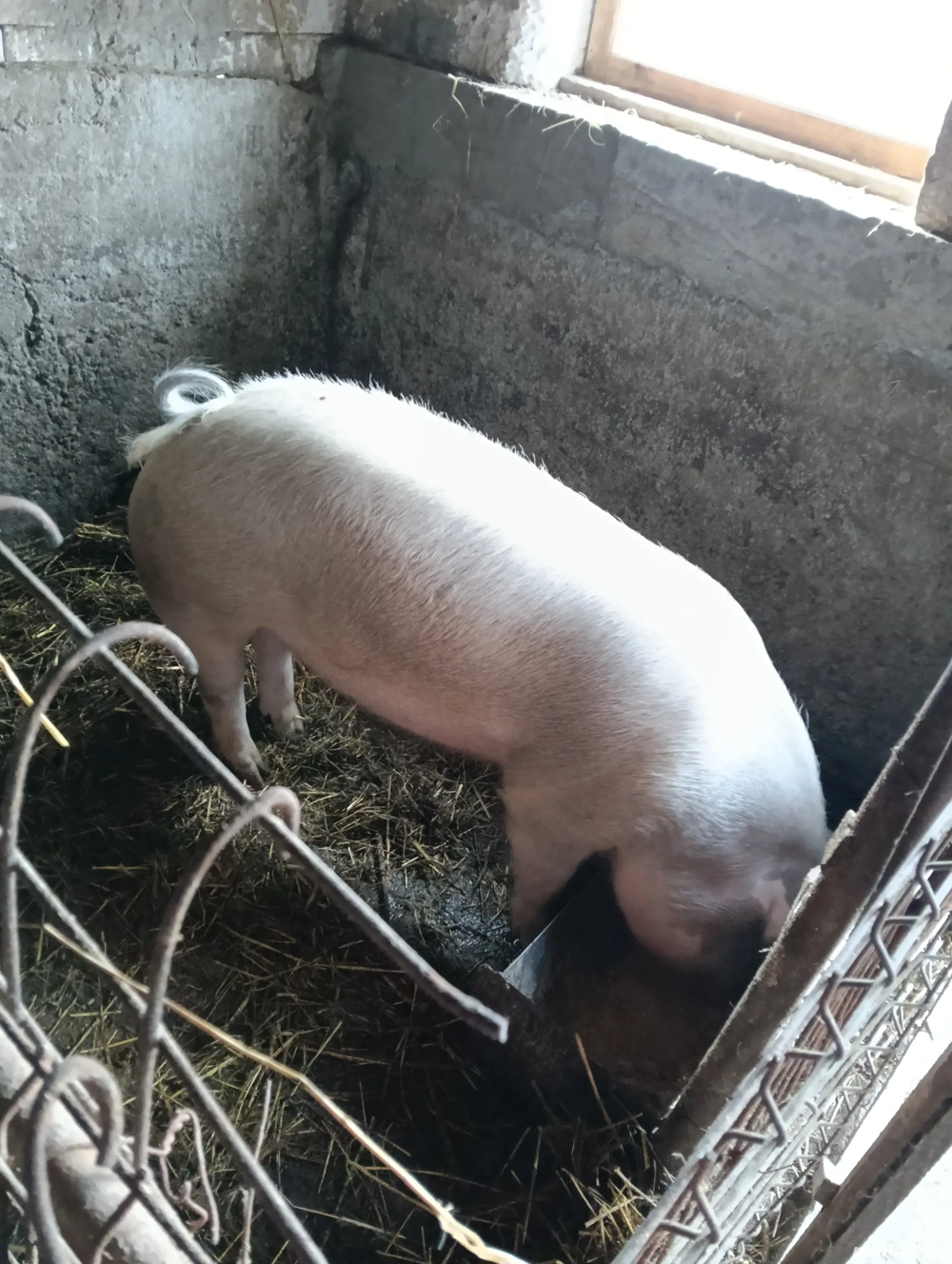 Porci de vînzare la Șieu Cristur 