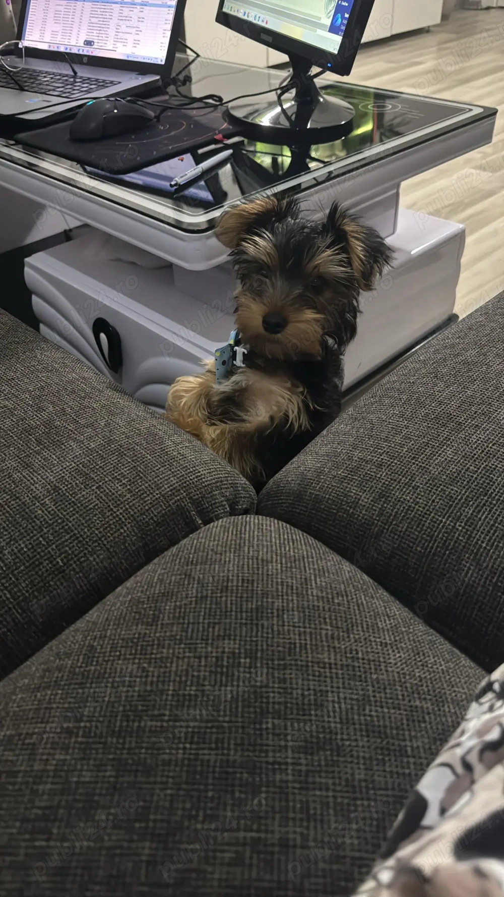 Pui de yorkshire 12 saptamani